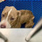 Dog5